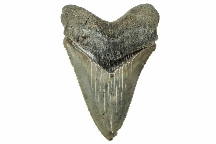 Serrated, Fossil Megalodon Tooth - South Carolina #324304